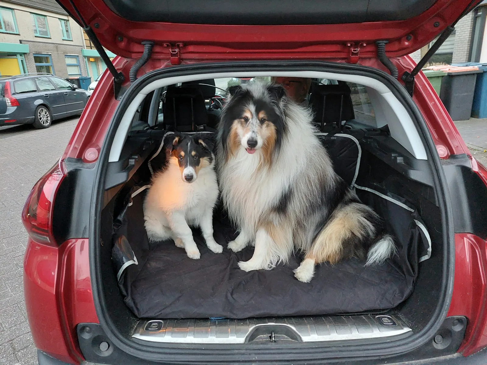 Two dogs waiting calmly in the back of a vehicle.