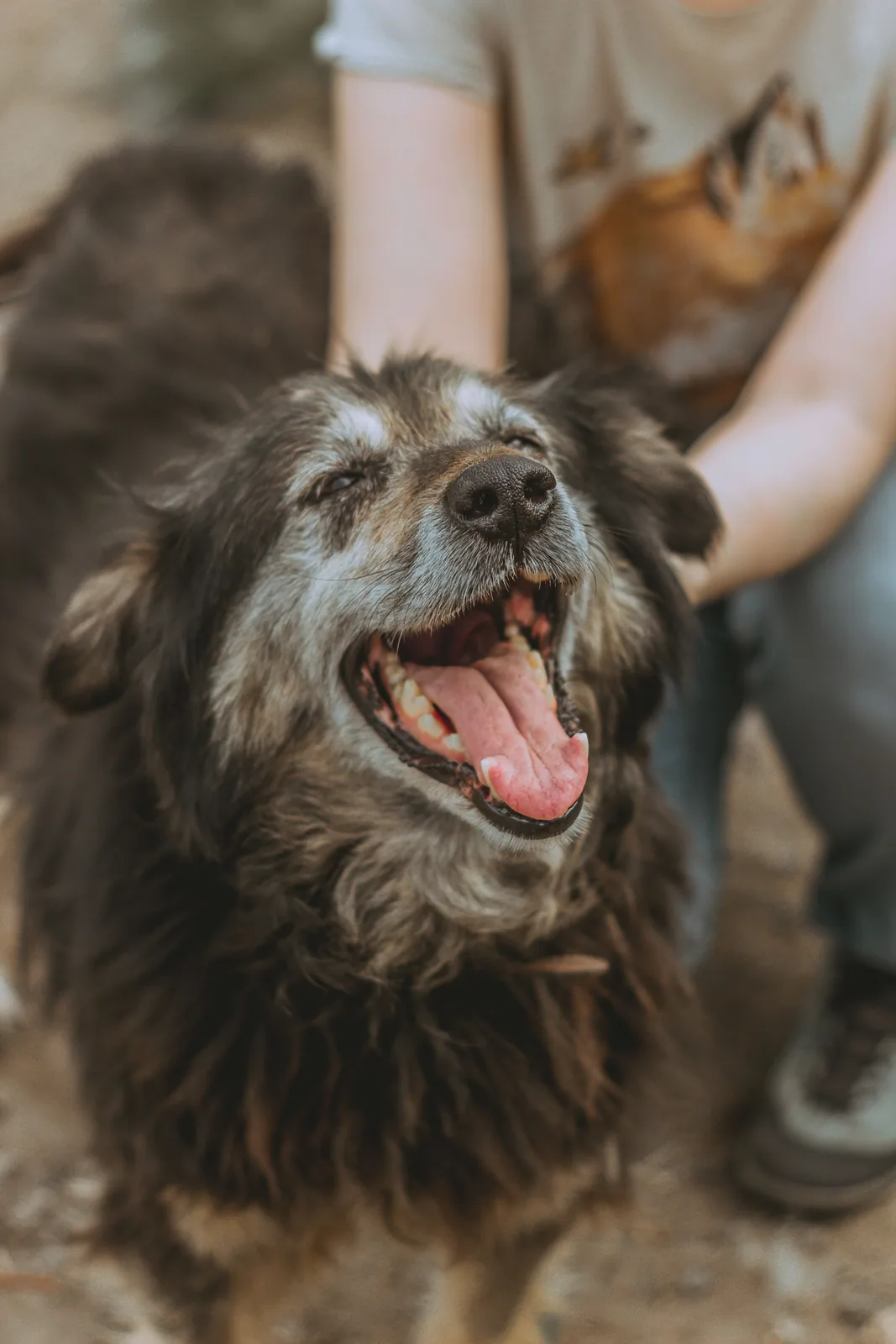 A senior dog receiving gentle attention.