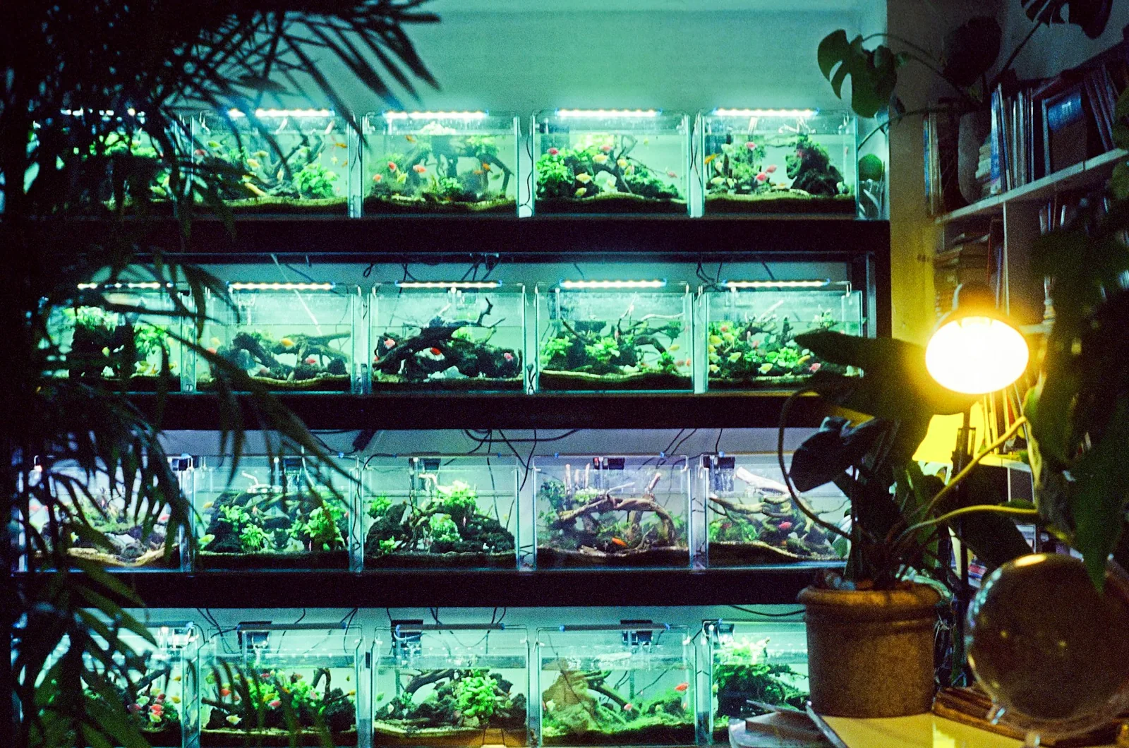 A planted home aquarium receiving a routine visual check.