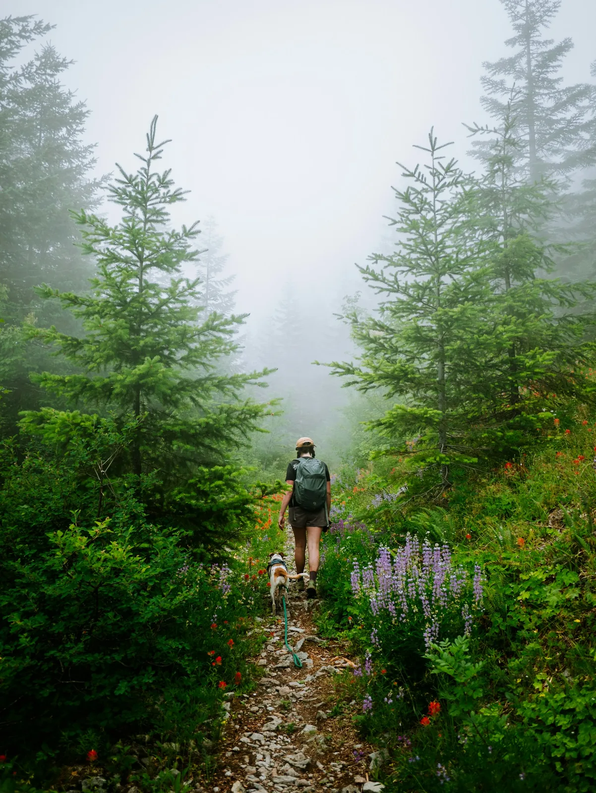 A dog enjoying an attentive outdoor walk.