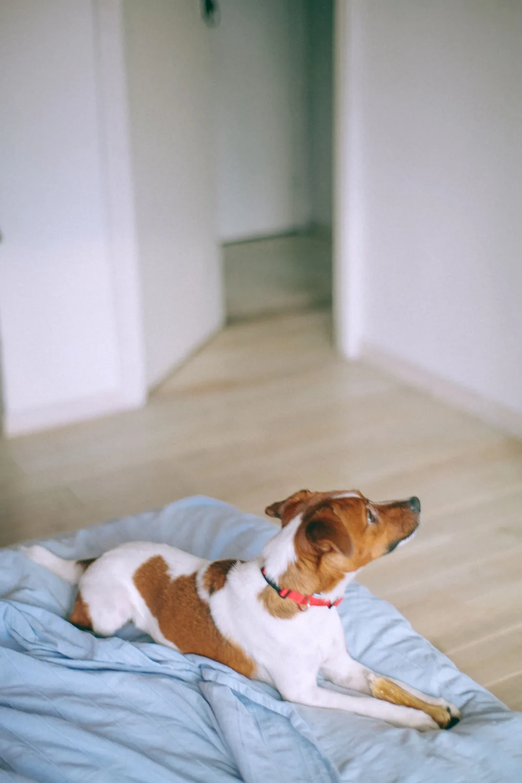 A dog resting peacefully on a bed at home.